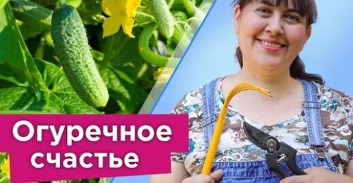 ОГУРЦЫ ОБОЖАЮТ ЭТО! Любимое бабушкино средство для огурцов: бесплатно, экологично, эффективно