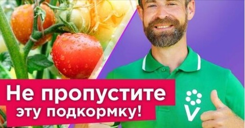 ТОМАТЫ ВМИГ ПОЙДУТ В РОСТ! Подкормите так томаты в июне, и через неделю их будет не узнать