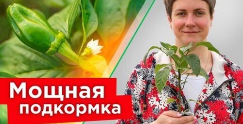 ПОДКОРМИТЕ ТАК ПЕРЕЦ ВО ВРЕМЯ ЦВЕТЕНИЯ! Все перчики завяжутся и дадут отличный урожай