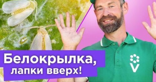 КАК ИЗБАВИТЬСЯ ОТ БЕЛОКРЫЛКИ НАВСЕГДА? Важные мероприятия и самые эффективные препараты