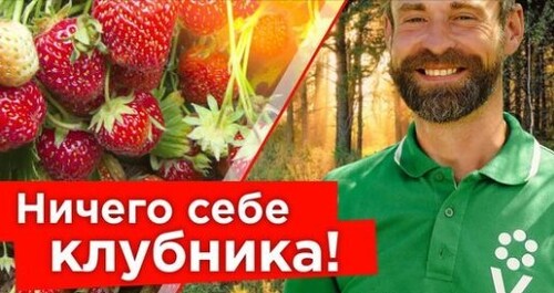 100 БУТОНОВ НА ОДНОМ КУСТЕ КЛУБНИКИ, ЖЕЛТЕЕТ ЧЕСНОК, НЕБЫВАЛАЯ ЗАСУХА