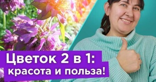 ЭФФЕКТНЫЙ ЦВЕТОК С АРОМАТОМ БЕРГАМОТА! Цветет все лето, лечит бронхиты, ожоги, отравления