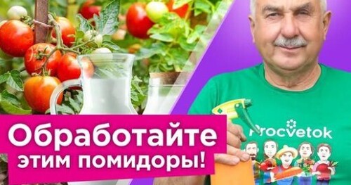 ЗАБУДЬТЕ О БОЛЕЗНЯХ И ВРЕДИТЕЛЯХ НА ТОМАТАХ! Схема обработок томатов от посадки до сбора урожая