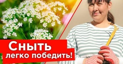 СНЫТЬ ИСЧЕЗНЕТ С УЧАСТКА! Как бороться со снытью и что делать, если никак не удается ее победить?