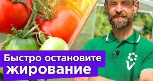 ВСЕГО 1 ЛОЖКА И ТОМАТЫ ПЕРЕСТАНУТ ЖИРОВАТЬ! Как быстро перевести томаты на плодоношение?