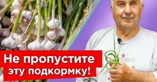 ГОЛОВКИ ЧЕСНОКА УВЕЛИЧАТСЯ ВДВОЕ, если сделать сейчас эти нехитрые работы!