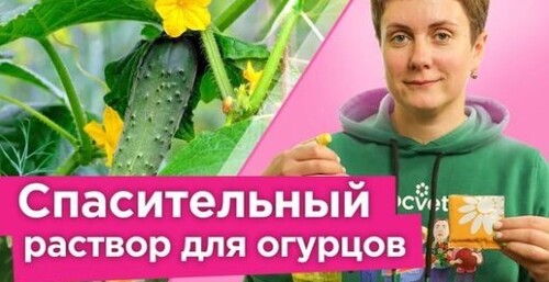 ОГУРЦЫ БЕЗ ЭТОГО НЕ ЗАВЯЗЫВАЮТСЯ, ЖЕЛТЕЮТ И ОПАДАЮТ! Спасительный раствор для хорошей завязи