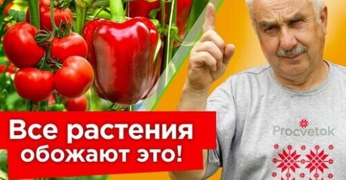 НАТУРАЛЬНЫЕ ПОДКОРМКИ ДЛЯ ВСЕГО ОГОРОДА! Томаты, перцы, огурцы растут прямо на глазах и не болеют