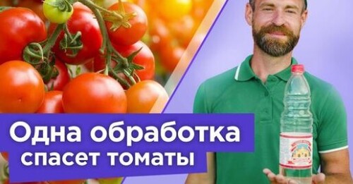 ВСЕГО ОДНО ОПРЫСКИВАНИЕ - И ВЫ ЗАБУДЕТЕ О ВЕРШИННОЙ ГНИЛИ ТОМАТОВ И ПЕРЦЕВ!