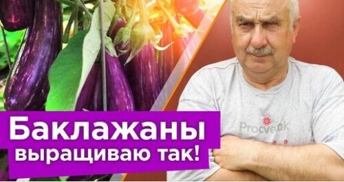 КОВАРНАЯ ОШИБКА, ИЗ-ЗА КОТОРОЙ У ВАС НЕ РАСТУТ БАКЛАЖАНЫ! 3 простых секрета для огромного урожая