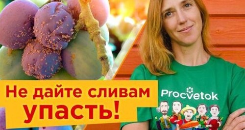 ЧТОБЫ СЛИВЫ НЕ ОСЫПАЛИСЬ И БЫЛИ БЕЗ ЧЕРВЯКОВ, ОПРЫСКАЙТЕ ИХ ТАК! Обязательные работы со сливой