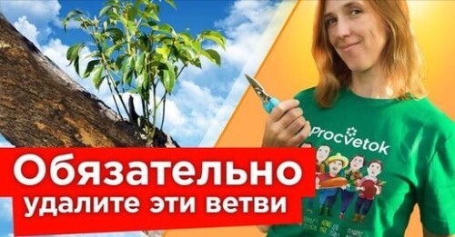 УРОЖАЙ КРУПНЕЕ И СОЗРЕВАЕТ РАНЬШЕ! Проводите такие зеленые операции в плодовом саду в июне-июле