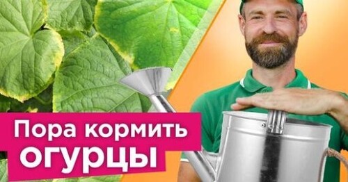 ЖЕЛТАЯ КАЙМА ПО КРАЮ ЛИСТА? Это снизит урожай, срочно опрыскайте так огурцы и другие культуры