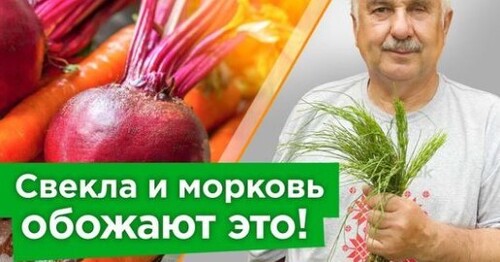 МОРКОВЬ И СВЁКЛА СТАНУТ СОЧНЫМИ, СЛАДКИМИ И БУДУТ ДОЛГО ХРАНИТЬСЯ после этой бабушкиной подкормки!