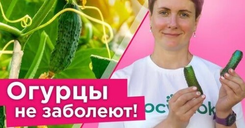 ЧТОБЫ ОГУРЦЫ НЕ БОЛЕЛИ, промажьте их у основания таким молочком!