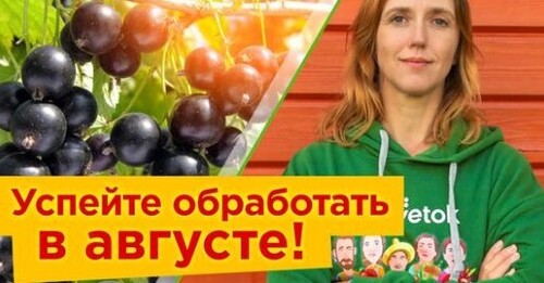 СОБРАЛИ СМОРОДИНУ? Обязательно сделайте это в августе, чтобы получить щедрый урожай в следующем году