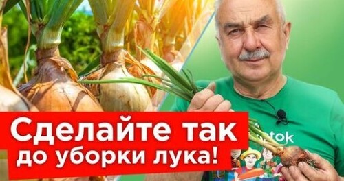 НЕ СПЕШИТЕ УБИРАТЬ ЛУК! Сделайте так, чтобы лук был крупным и хорошо хранился