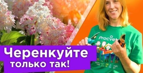 ЧЕРЕНКУЕМ ГОРТЕНЗИЮ СО 100% РЕЗУЛЬТАТОМ! Все черенки приживутся при таком способе укоренения