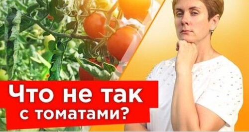 РАСКРЫТА ТАЙНА СКРУЧЕННЫХ ЛИСТЬЕВ ТОМАТОВ! Устраните эти причины, чтобы не лишиться урожая!