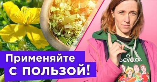 ЧИСТОТЕЛ ИЗБАВИТ ОТ ТЛИ и других вредителей! Простой рецепт настоя из сорняков от вредителей