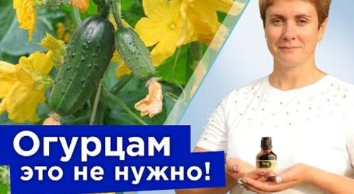 СТОП! ЭТИ НАРОДНЫЕ РЕЦЕПТЫ УБЬЮТ ВАШИ ОГУРЦЫ! Сыворотка, йод и чем ещё не стоит опрыскивать огурцы