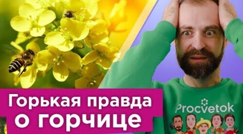 ТОЛЬКО НЕ ГОРЧИЦА! Вот в каких случаях стоит отказаться от посева горчицы, и что посеять вместо нее