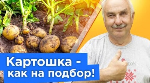 НЕ СПЕШИТЕ КОПАТЬ! КАРТОФЕЛЯ БУДЕТ В 2 РАЗА БОЛЬШЕ, если сделать эти нехитрые работы сейчас