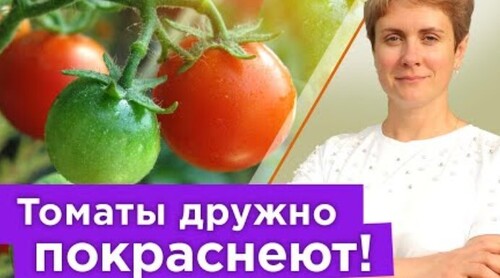 ТОМАТЫ ПОСПЕЮТ БЫСТРО! Как ускорить созревание помидоров на кусте без химии и удобрений