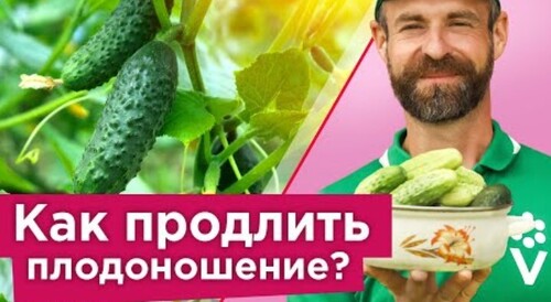 ОГУРЦЫ СОБИРАЮ ДО МОРОЗОВ В ОТКРЫТОМ ГРУНТЕ! 3 секрета длительного плодоношения огурцов без болезней