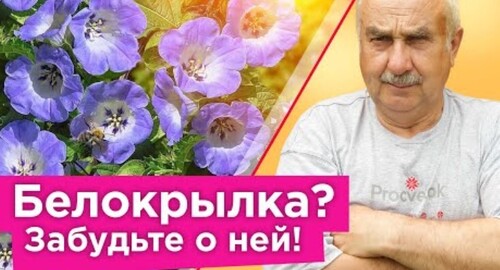 БЕЛОКРЫЛКА БОИТСЯ ЭТОГО РАСТЕНИЯ КАК ОГНЯ! Что посадить, чтобы белокрылка облетала огород стороной?