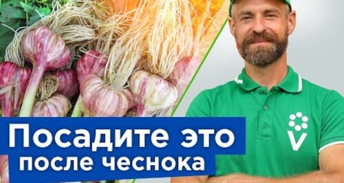 УБРАЛИ ЧЕСНОК И ЛУК? Сразу посейте после них сидераты, зелень и кое-что очень вкусное!