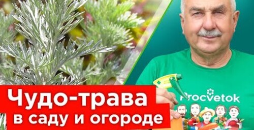 ЗАЩИТНИЦА САДА И ОГОРОДА - ПОЛЫНЬ ГОРЬКАЯ! Удивительные свойства+супер рецепт для обработки сада