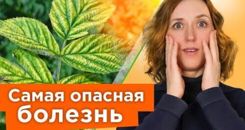 НЕМЕДЛЕННО УДАЛИТЕ ТАКИЕ КУСТЫ МАЛИНЫ И СМОРОДИНЫ, чтобы они не заразили весь сад опасной болезнью!