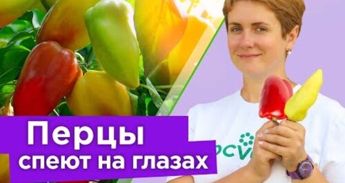 ПОЧЕМУ ПЕРЦЫ НЕ КРАСНЕЮТ? Ускоряем созревание перца на кусте!