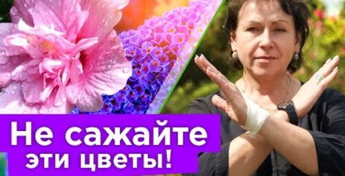 КРАСИВЕЙШИЕ ЦВЕТЫ, КОТОРЫЕ Я НИКОГДА НЕ ПОСАЖУ, и вам не рекомендую!