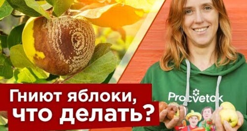 НЕ ПОТЕРЯЙТЕ 90% УРОЖАЯ ЯБЛОК ИЗ-ЗА ПЛОДОВОЙ ГНИЛИ! Вот, что надо сделать, чтобы забыть о монилиозе