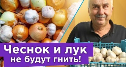 ПОСЛЕ ПРОСУШКИ ЧЕСНОКА И ЛУКА СДЕЛАЙТЕ ТАК, чтобы они хранились до нового урожая и не гнили