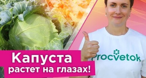 ВСЕГДА КОРМЛЮ ТАК КАПУСТУ, и она завязывает плотные, сочные и крупные кочаны