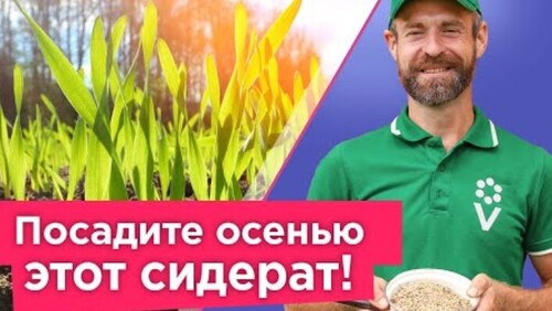 Лучше НАВОЗА И КОМПОСТА вместе взятых! Без грязи и запаха! Лучший осенний сидерат