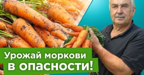 СРОЧНО ВЫКОПАЙТЕ МОРКОВЬ, когда увидите эти признаки! Морковь будет сочной,ровной и долежит до весны