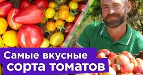 Самые вкусные, урожайные и устойчивые к болезням сорта томатов