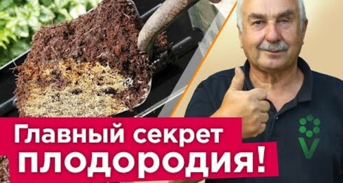 ГОРАЗДО ЛУЧШЕ, ЧЕМ НАВОЗ! Внесите это в почву осенью, и она станет рыхлой и плодородной