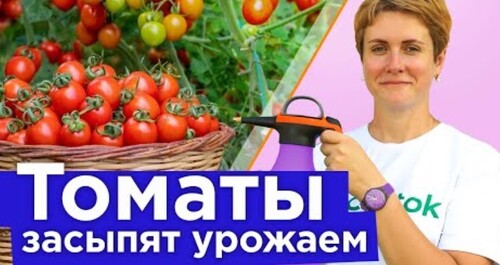 ЗАВЯЗЫВАЕМ С ПОЛИВОМ ТОМАТОВ и еще 6 финальных работ для максимально крупных и сладких плодов