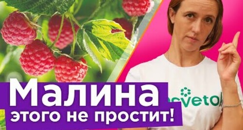 МАЛИНА ПРОПАДЕТ ПРЯМО НА ГЛАЗАХ! 5 коварных ошибок, из-за которых вы можете остаться без малины