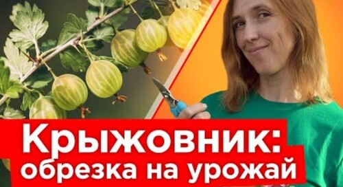 КРЫЖОВНИК БУДЕТ КРУПНЫМ И СЛАДКИМ ПОСЛЕ ТАКОЙ ОБРЕЗКИ ОСЕНЬЮ! Уход за крыжовником в сентябре