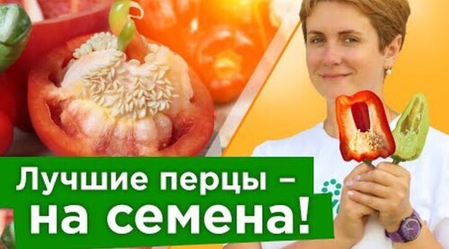 100% ВСХОЖЕСТЬ У ТАКИХ СЕМЯН ПЕРЦА! Как правильно собрать семена перца своими руками