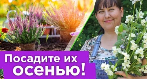 КАКИЕ РАСТЕНИЯ ВСЕГДА САЖАЮ ТОЛЬКО ОСЕНЬЮ? Цветы и кустарники, любящие осеннюю посадку