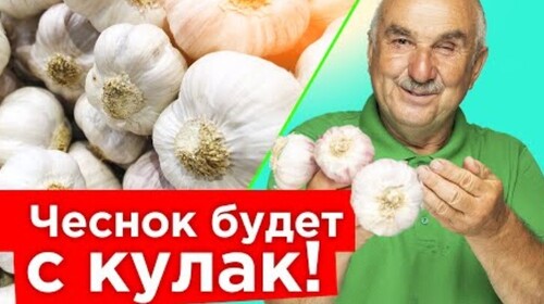 ЧЕСНОК УДИВИТ НЕБЫВАЛЫМ УРОЖАЕМ, ЕСЛИ ПОСАДИТЬ ЕГО ТАК ОСЕНЬЮ! Пошаговая посадка чеснока от агронома