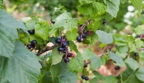  Какой должна быть финальная подкормка смородины перед наступлением заморозков