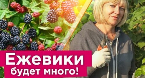 ЕЖЕВИКА ЗАСЫПЕТ ЯГОДАМИ, ЕСЛИ СДЕЛАТЬ ЭТО В СЕНТЯБРЕ! Обрезка, подкормка и уход за ежевикой осенью